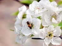 “梨花之都”老河口