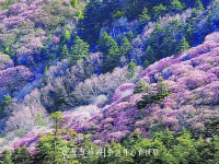 神农架踏春赏花秘笈！在这里邂逅绚烂春天（一）