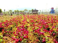 薰风四五月，我们一起去“京久花世界”赏花吧~ 