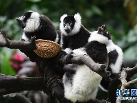 广州：斑狐猴三胞胎正式与游客见面
