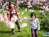 武汉东湖樱花节开幕