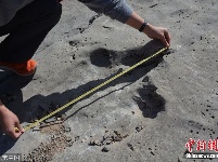 土库曼斯坦现1亿5000万年前恐龙脚印 最长脚印约80厘米