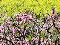 荆州桃花村又到春暖花开时