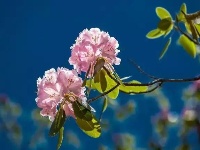 拥抱杜鹃花！五月，去神农架看不一样的杜鹃花 （二）