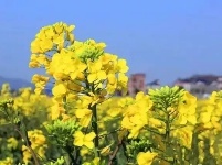 孝感三汊油菜基地：油菜花开满地黄，丛间蝶舞蜜蜂忙