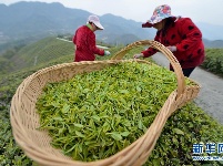 明前茶飘香 茶农采茶忙