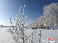 新疆北部富蕴县出现大面积雾凇美景