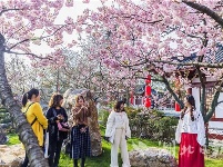 2019中国武汉东湖樱花节开幕