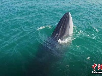 广西涠洲岛海域连现鲸鱼 个体识别超20头