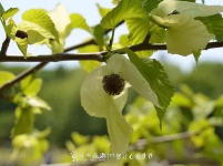 神农架踏春赏花秘笈！在这里邂逅绚烂春天（一）