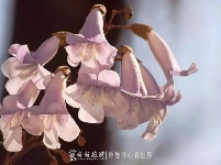 神农架踏春赏花秘笈！在这里邂逅绚烂春天（二）