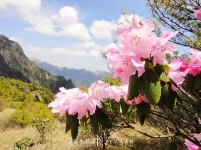 神农架踏春赏花秘笈！在这里邂逅绚烂春天（二）