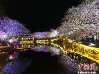 光影与花完美结合 无锡太湖鼋头渚夜樱美如画