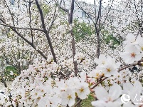 武汉赏樱又一去处！汤逊湖畔近千株樱花盛放