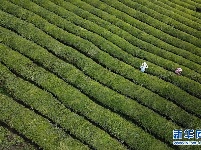 明前茶飘香 茶农采茶忙