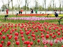 去荆州临江仙公园看郁金香花展