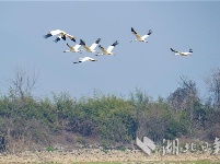 阳新网湖湿地白鹤舞翩跹