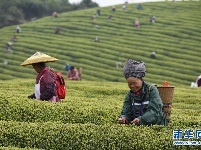 明前茶飘香 茶农采茶忙