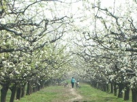 花如云，白似雪！老河口市梨花美醉