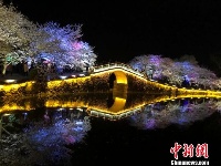 光影与花完美结合 无锡太湖鼋头渚夜樱美如画