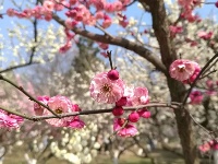 鄂州这片花海不要错过，过了这个月要再等一年