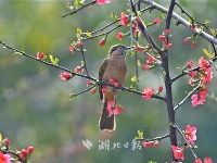 湖北夷陵:鸟戏海棠花丛间