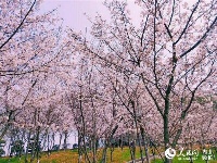 武汉赏樱又一去处！汤逊湖畔近千株樱花盛放