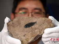 中国发现世界最早铰齿鱼类新属种 科学家将综合研究