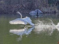 火烈鸟、苍鹭、黑天鹅...群鸟翔集武汉墨水湖湿地