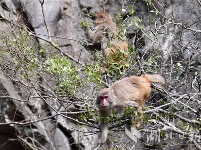 神农架首次在阳日镇武山湖发现野生猕猴