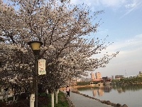 【天门印象】西湖樱花开了