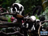 广州：斑狐猴三胞胎正式与游客见面