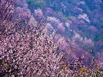 湖北有一片绝美野樱地！咸宁赤壁葛仙山万亩野樱花美哭游人