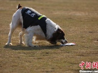 探访警犬“拉练”现场 一睹警犬展“绝技”