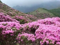 拥抱杜鹃花！五月，去神农架看不一样的杜鹃花 （二）