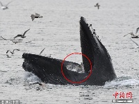 座头鲸跃出水面捕鱼误食海鸥 赶紧张嘴释放