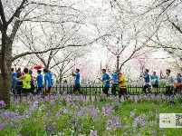 东湖绿道大学生半程马拉松樱花树下开跑