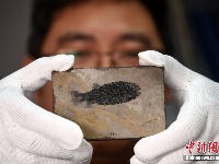 中国发现世界最早铰齿鱼类新属种 科学家将综合研究