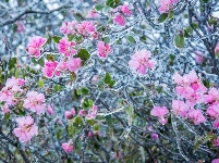 拥抱杜鹃花！五月，去神农架看不一样的杜鹃花 （一）