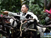 广州：斑狐猴三胞胎正式与游客见面