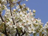 花如云，白似雪！老河口市梨花美醉