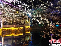 光影与花完美结合 无锡太湖鼋头渚夜樱美如画