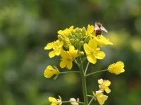 孝感三汊油菜基地：油菜花开满地黄，丛间蝶舞蜜蜂忙