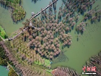 上海郊野公园60亩水上森林焕发生机