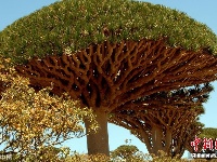 全球最奇特树木 你见过多少