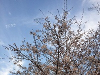 【天门印象】西湖樱花开了