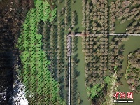 上海郊野公园60亩水上森林焕发生机