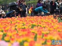 樱花雨 郁金香