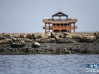 斑海豹洄游栖息辽河入海口