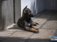 中国首只克隆警犬正式“入学”